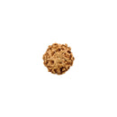 Six Mukhi (Face) Rudraksha