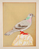 Pigeon - Minature Painting