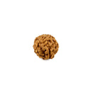 Six Mukhi Java Rudraksha