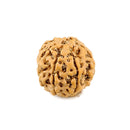 7 Face Rudraksha (Java Bead)