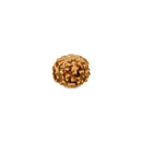 Six Mukhi (Face) Rudraksha