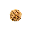 7 Face Rudraksha (Java Bead)