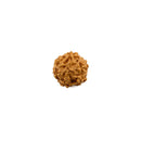 Six Faced Rudraksha Bead