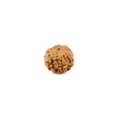 Six Mukhi (face) Rudraksha