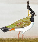 Exotic Bird Miniature Painting