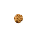 Six Faced Natural Rudraksha Bead