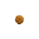 Six Mukhi (face) Rudraksha
