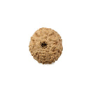 9 Mukhi Rudraksha - Indonesian Bead