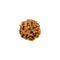 Rudraksha - 6 Mukhi