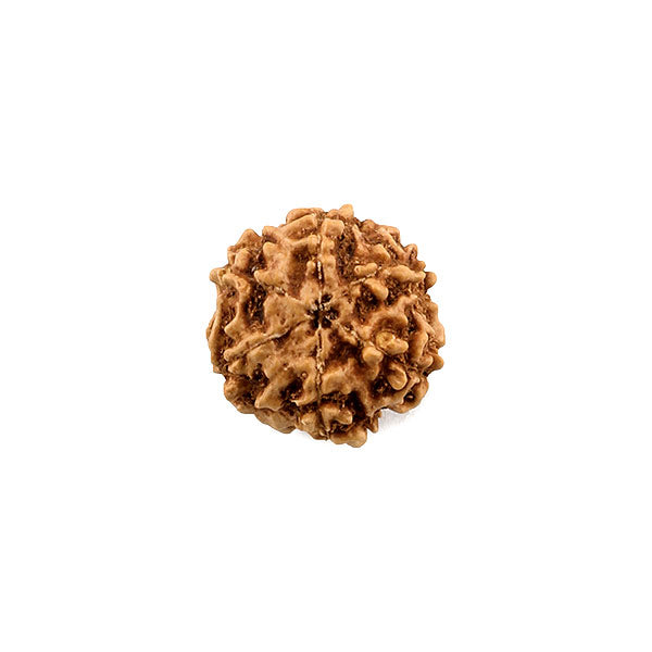 Rudraksha - 6 Mukhi