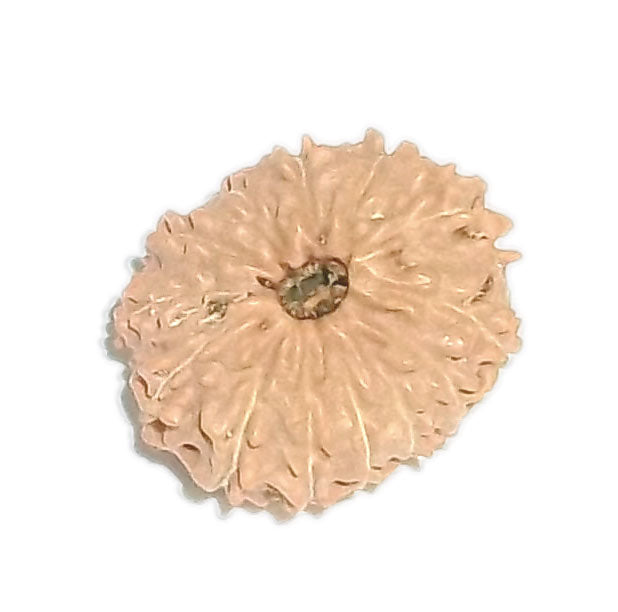 13 Mukhi Indonesian Rudraksha