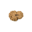 13 Faced Rudraksha Bead