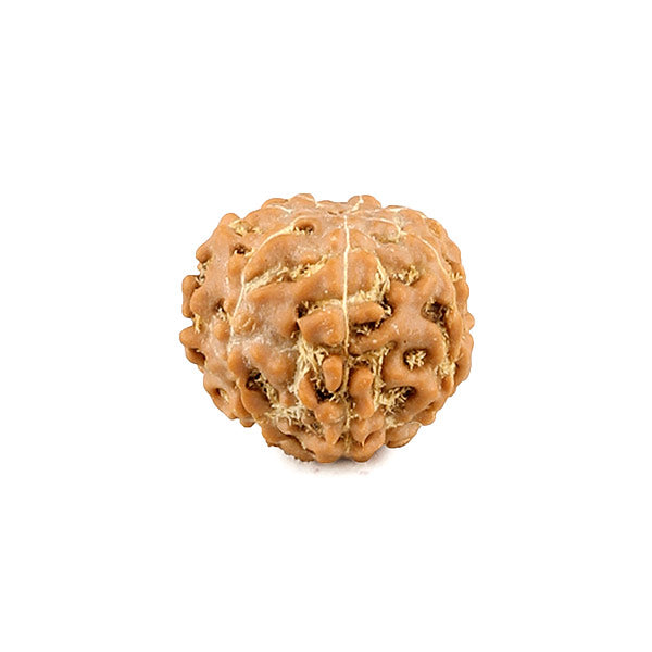 7 Mukhi Rudraksha