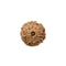 Ten Faced Original Rudraksha Bead