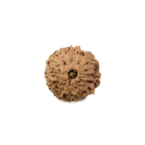 Ten Faced Original Rudraksha Bead