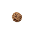8 Mukhi Rudraksha