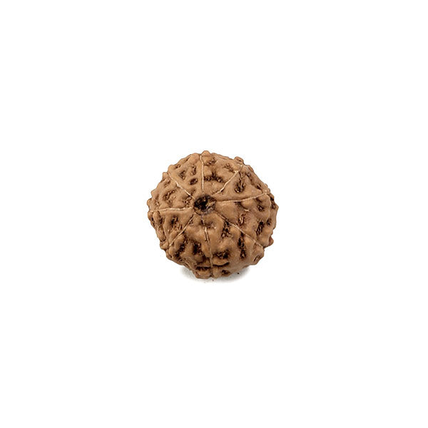 8 Mukhi Rudraksha