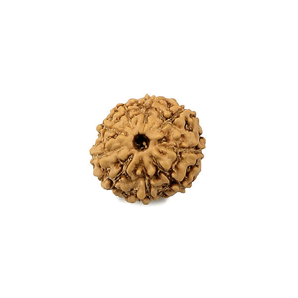 9 Mukhi (faced) Rudraksha - Indonesian Bead