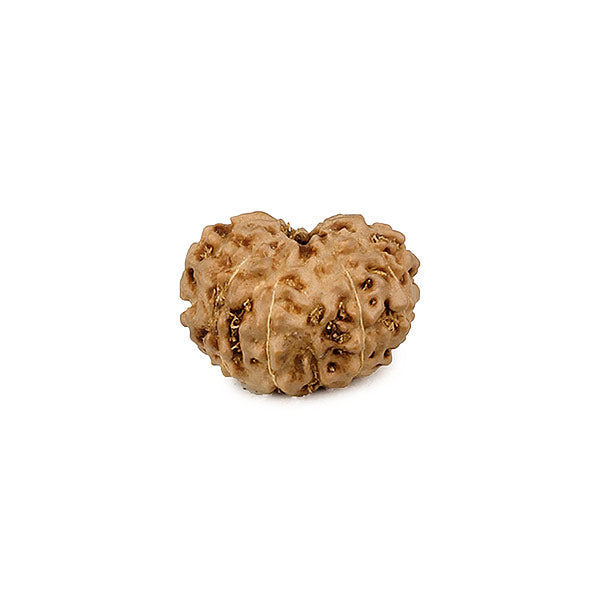 Eleven Faced Rudraksha Bead (code:4234)