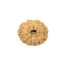13 Mukhi Rudraksha