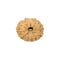 13 Mukhi Rudraksha