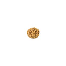 Nine Mukhi (faced) Rudraksha