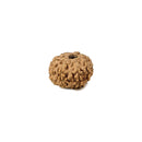 8 Mukhi Rudraksh Bead