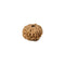 Ashta Eight Mukhi Rudraksh