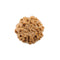 7 Mukhi Rudraksha