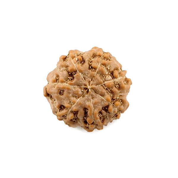 7 Mukhi Rudraksha