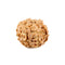 7 Mukhi (face) Rudraksha - Indonesian Bead