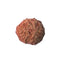 11 Mukhi Rudraksha (Java Bead)