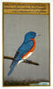 Blue Bird