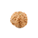 Seven Mukhi Rudraksha