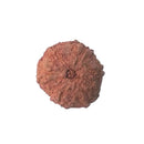 11 Mukhi Rudraksha (Java Bead)