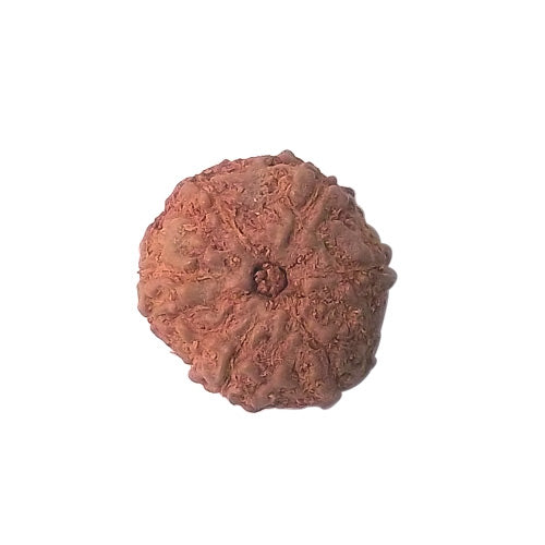 11 Mukhi Rudraksha (Java Bead)