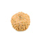 Rudraksha 7 Mukhi (Face) Bead