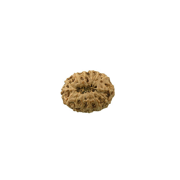 Fourteen Mukhi Rudraksha Bead from Java