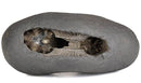 Sacred Shaligram Stone for Puja