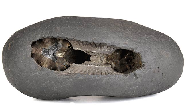 Sacred Shaligram Stone for Puja
