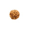 Rudraksha 6 Mukhi