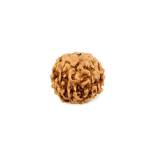 Rudraksha 6 Mukhi