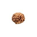 6 Mukhi Java Rudraksha Bead