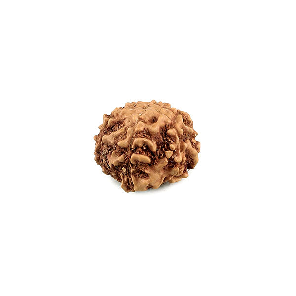 6 Mukhi Java Rudraksha Bead