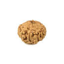 9 Muki Java Rudraksha Bead