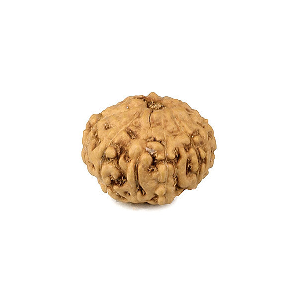 9 Muki Java Rudraksha Bead