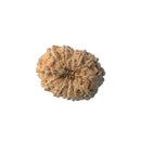 Twelve Mukhi Rudraksha Bead (code:4237)