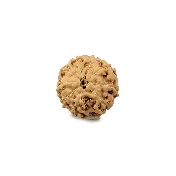 Nine Faced Rudraksha