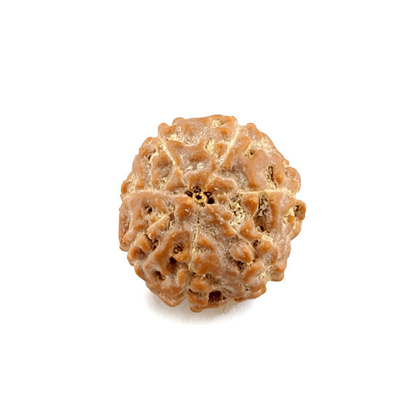 7 Mukhi Rudraksh Dana (Bead)