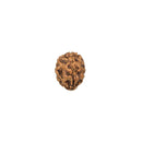 3 Faced Rudraksha Java Bead